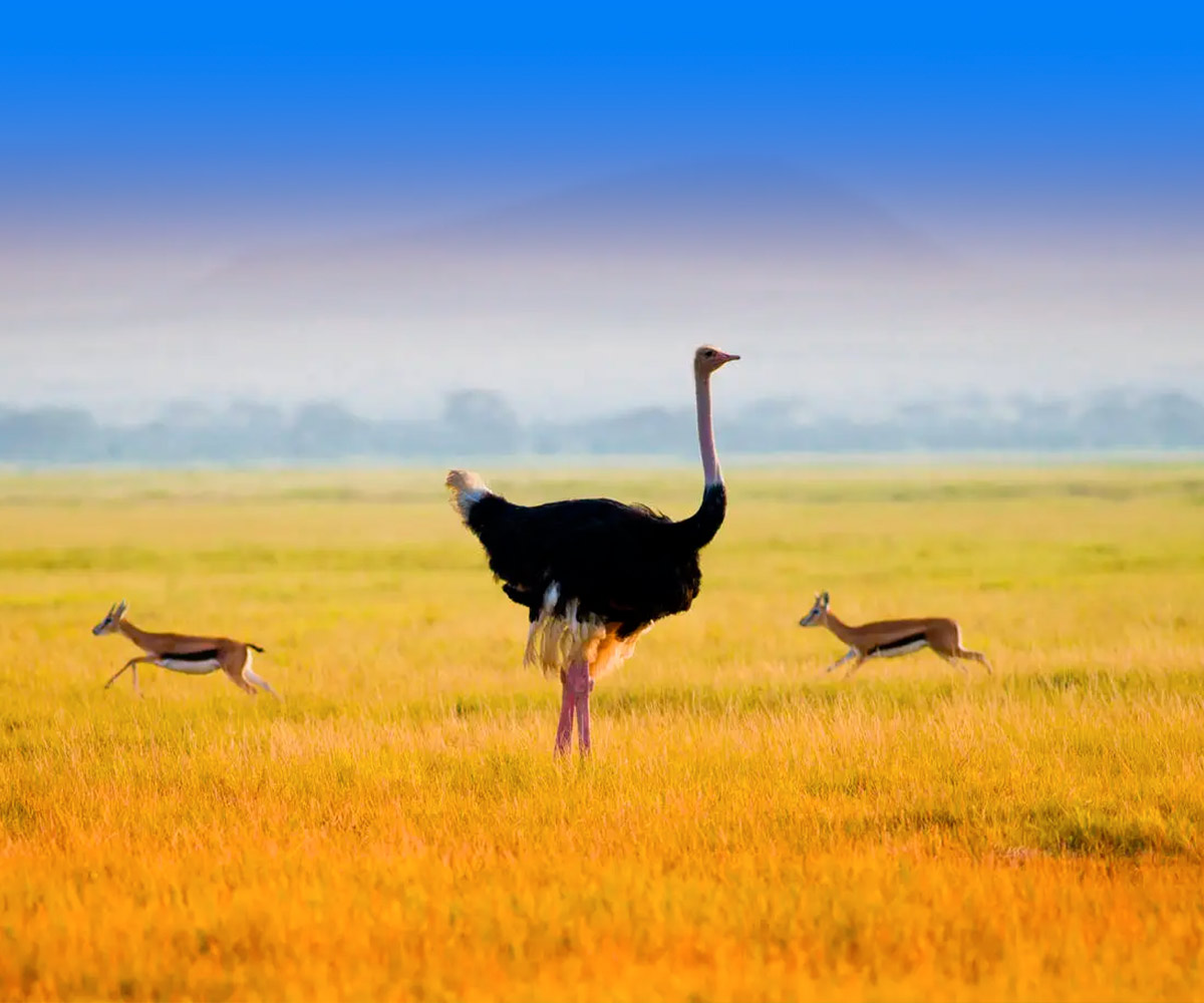 voyage-organise-kenyaexpressG1_0.99226000-1734514442.jpg